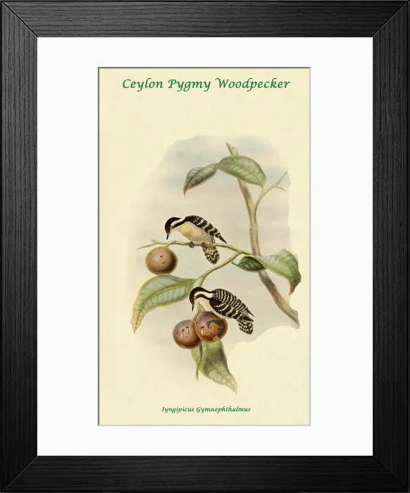 Framed Print : Ceylon Pygmy Woodpecker Framed Print : Ceylon Pygmy Woodpecker