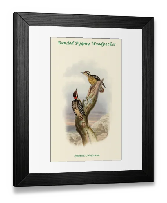 Framed Print : Banded Pygmy Woodpecker Framed Print : Banded Pygmy Woodpecker
