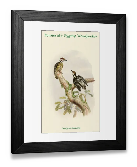 Framed Print : Sonnerat's Pygmy Woodpecker Framed Print : Sonnerat's Pygmy Woodpecker
