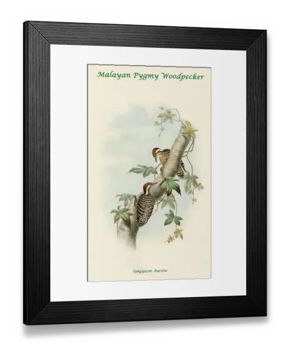 Framed Print : Malayan Pygmy Woodpecker Framed Print : Malayan Pygmy Woodpecker