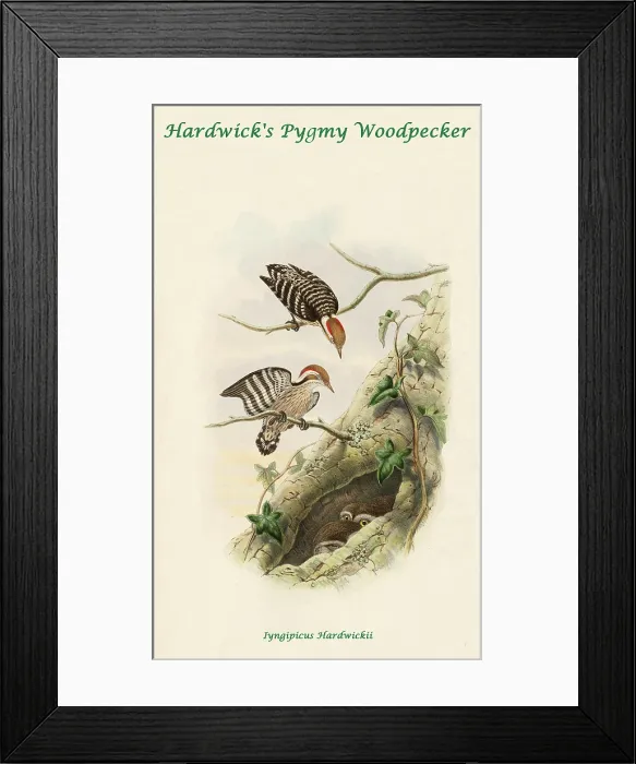 Framed Print : Hardwick's Pygmy Woodpecker Framed Print : Hardwick's Pygmy Woodpecker