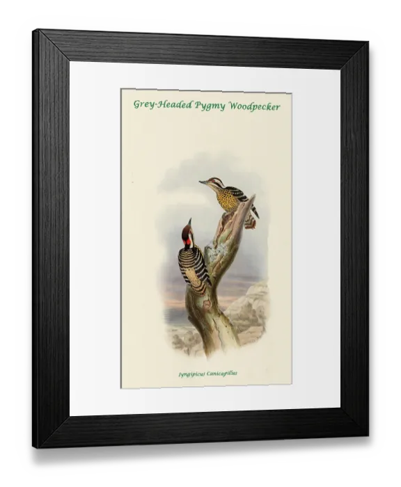 Framed Print : Grey-Headed Pygmy Woodpecker Framed Print : Grey-Headed Pygmy Woodpecker