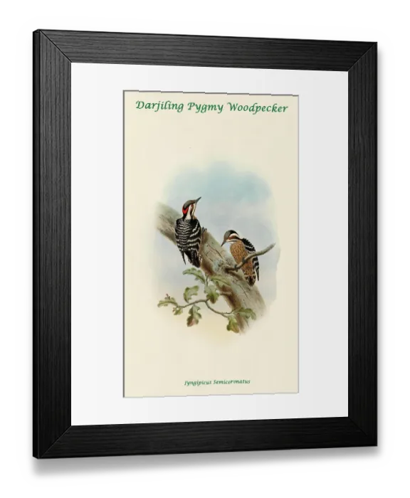 Framed Print : Darjiling Pygmy Woodpecker
