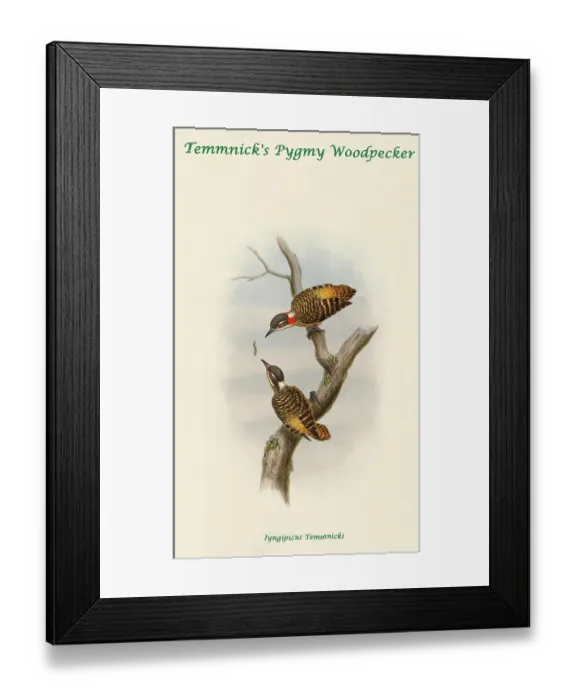 Framed Print : Temmnick's Pygmy Woodpecker Framed Print : Temmnick's Pygmy Woodpecker