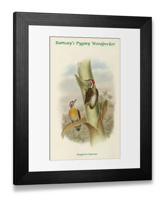 Framed Print : Ramsay's Pygmy Woodpecker Framed Print : Ramsay's Pygmy Woodpecker