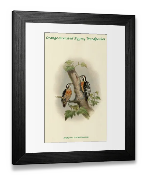 Framed Print : Orange-Breasted Pygmy Woodpecker Framed Print : Orange-Breasted Pygmy Woodpecker