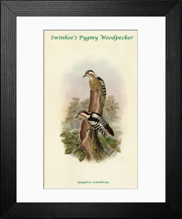 Framed Print : Swinhoe's Pygmy Woodpecker