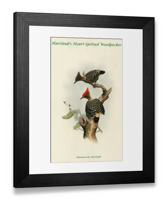 Framed Print : Hartland's Heart-Spotted Woodpecker Framed Print : Hartland's Heart-Spotted Woodpecker