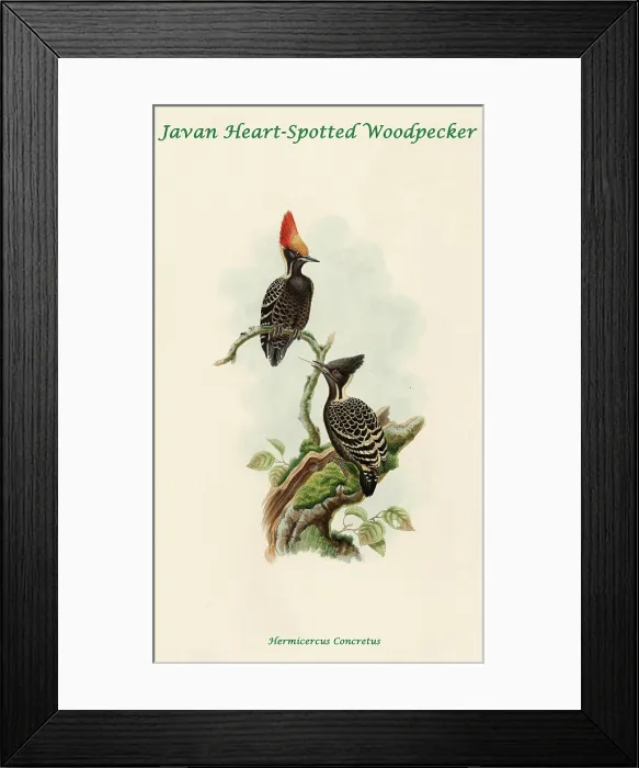 Framed Print : Javan Heart-Spotted Woodpecker Framed Print : Javan Heart-Spotted Woodpecker