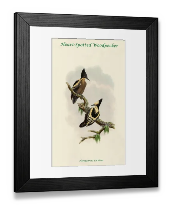 Framed Print : Heart-Spotted Woodpecker