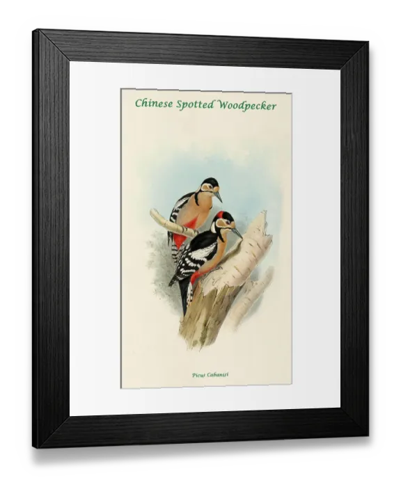 Framed Print : Chinese Spotted Woodpecker Framed Print : Chinese Spotted Woodpecker