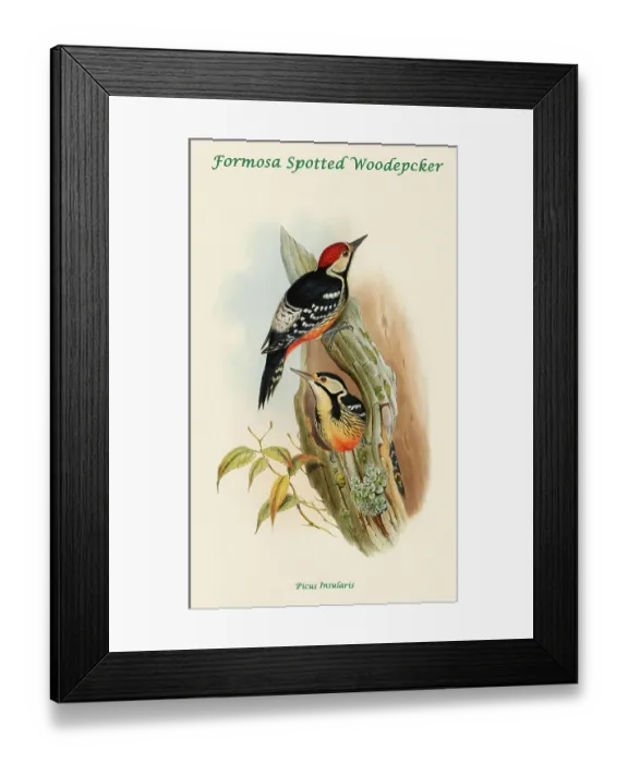 Framed Print : Formosa Spotted Woodpecker