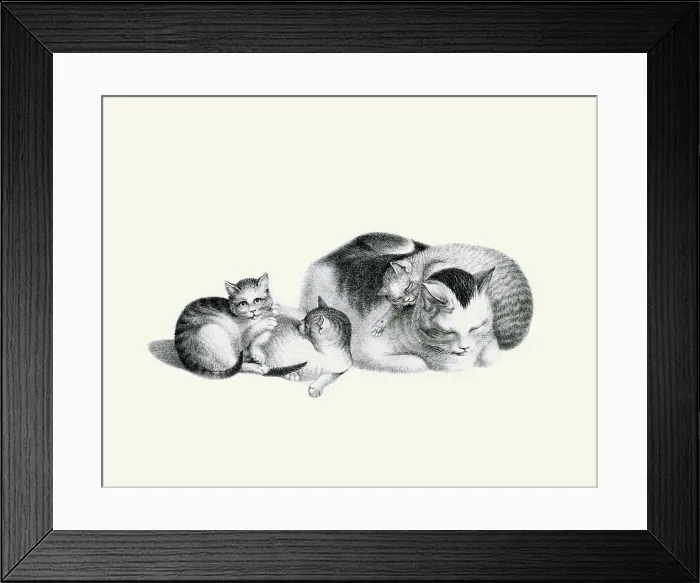 Framed Print : Sleeping Cat and Kittens Framed Print : Sleeping Cat and Kittens