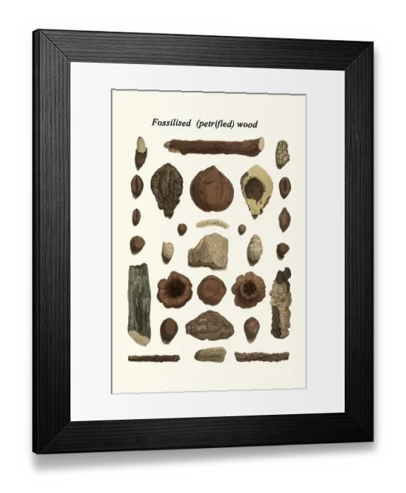 Framed Print : Fossilized (petrified) wood