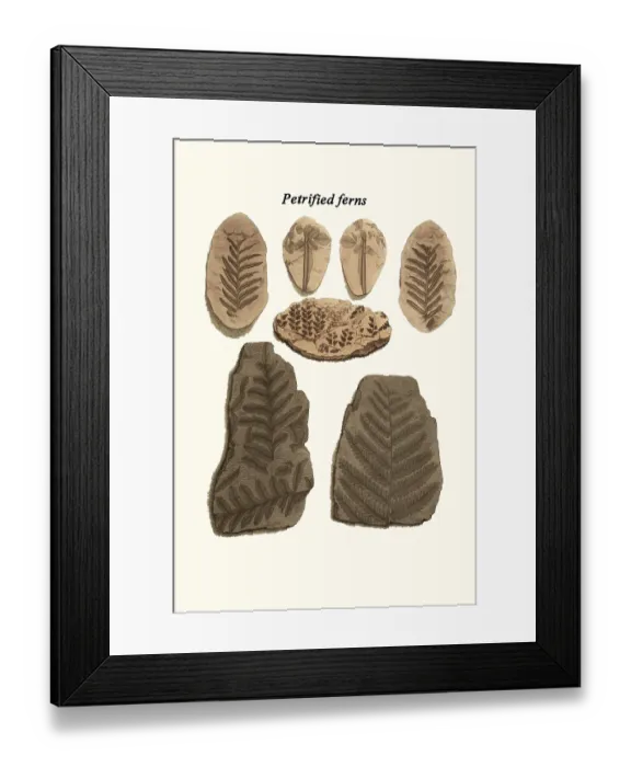 Framed Print : Petrified ferns Framed Print : Petrified ferns