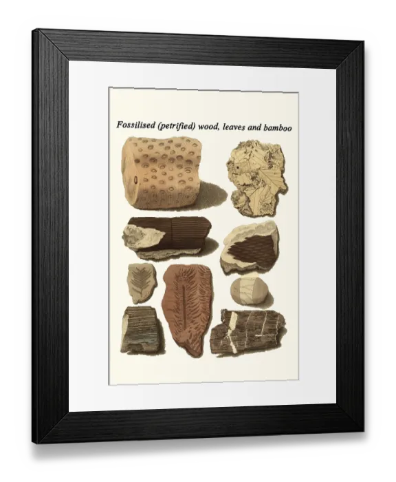 Framed Print : Fossilized (petrified) wood, leaves and bamboo