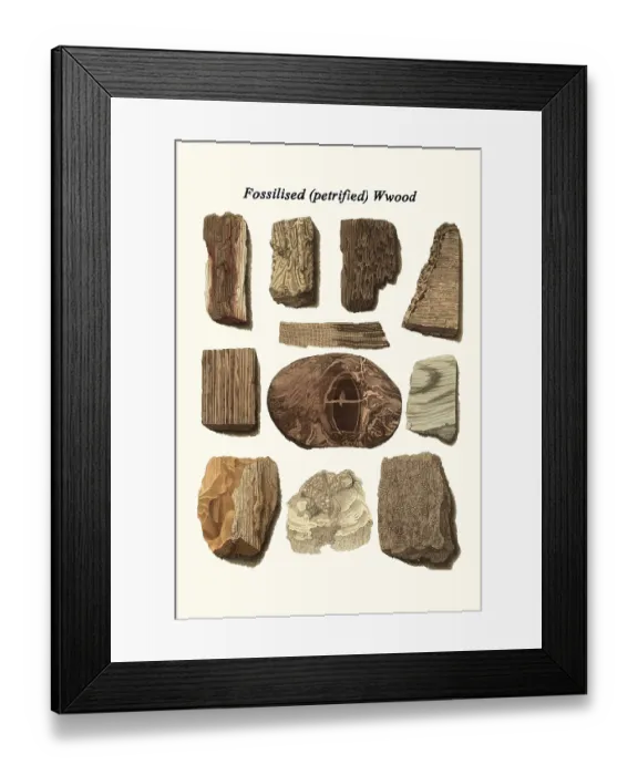 Framed Print : Fossilized (petrified) Wood Framed Print : Fossilized (petrified) Wood