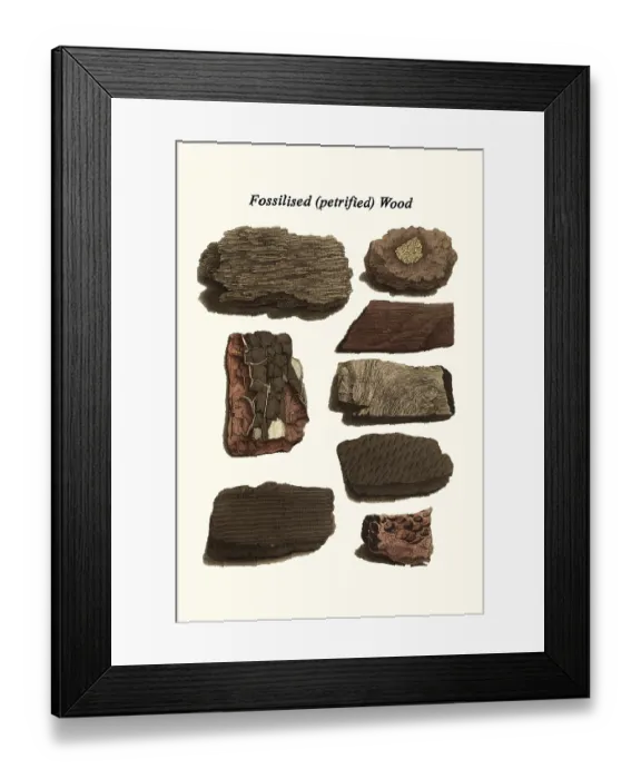 Framed Print : Fossilized (petrified) Wood