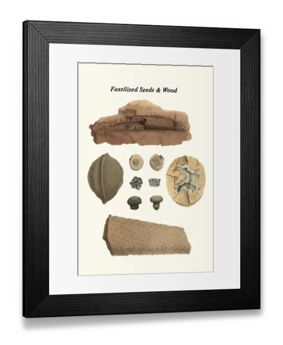 Framed Print : Fossilized Seeds & Wood Framed Print : Fossilized Seeds & Wood