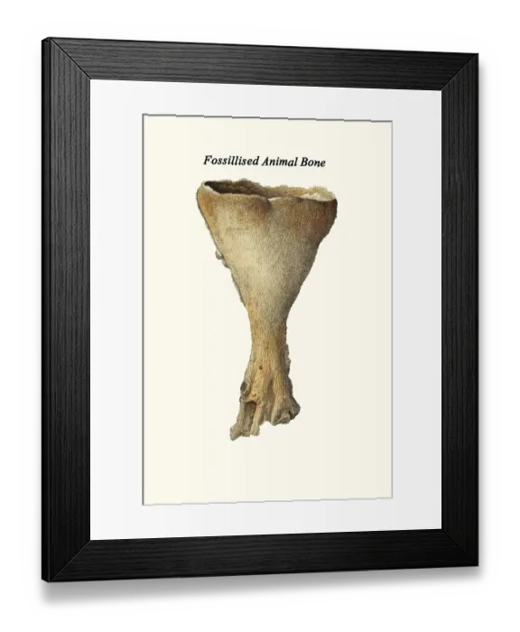 Framed Print : Fossilized Animal Bone Framed Print : Fossilized Animal Bone