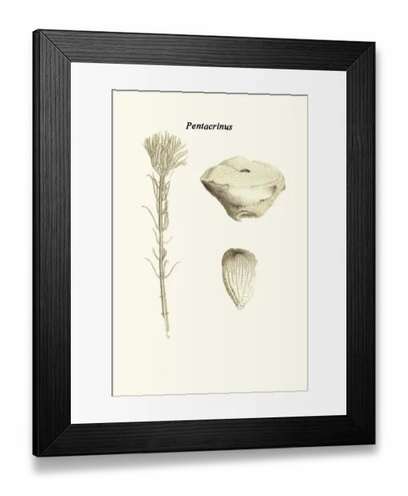 Framed Print : Pentacrinus Framed Print : Pentacrinus