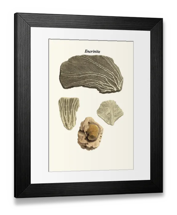 Framed Print : Encrinite. James Parkinson FGS (11 April 1755 - 21 December 1824) was an English surgeon