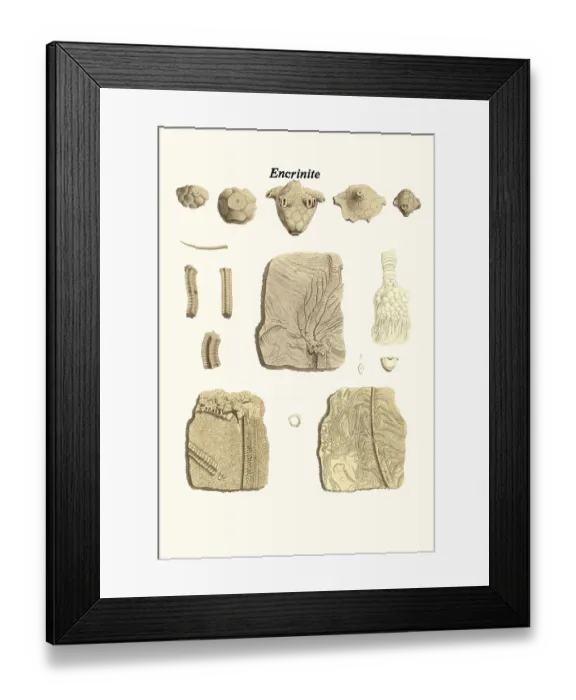 Framed Print : Encrinite. James Parkinson FGS (11 April 1755 - 21 December 1824) was an English surgeon Framed Print : Encrinite. James Parkinson FGS (11 April 1755 - 21 December 1824) was an English surgeon