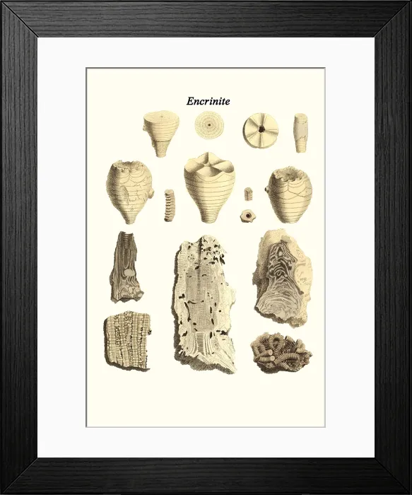 Framed Print : Encrinite. James Parkinson FGS (11 April 1755 - 21 December 1824) was an English surgeon Framed Print : Encrinite. James Parkinson FGS (11 April 1755 - 21 December 1824) was an English surgeon
