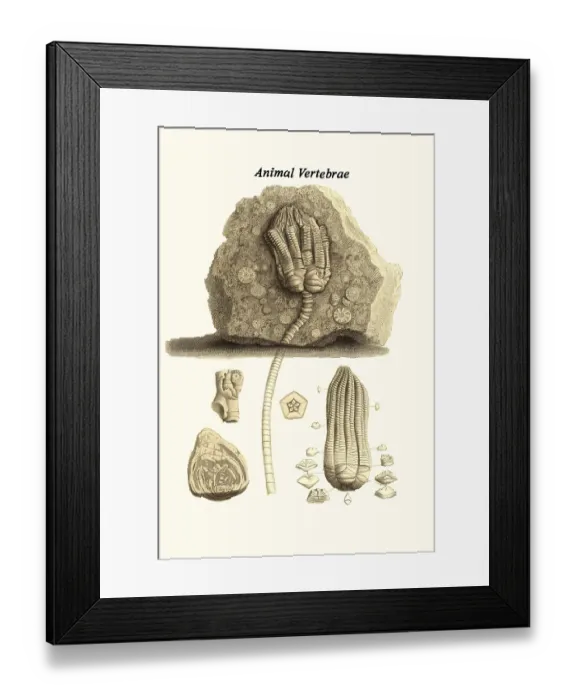 Framed Print : Animal Vertebrae Framed Print : Animal Vertebrae