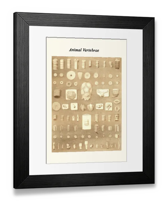 Framed Print : Animal Vertebrae Framed Print : Animal Vertebrae