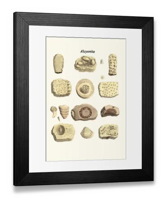 Framed Print : Alcyonite. James Parkinson FGS (11 April 1755 - 21 December 1824) was an English surgeon Framed Print : Alcyonite. James Parkinson FGS (11 April 1755 - 21 December 1824) was an English surgeon