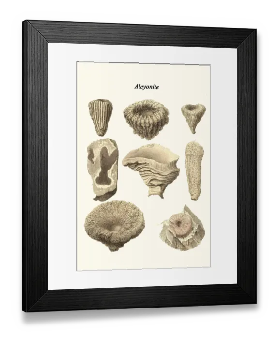Framed Print : Alcyonite. James Parkinson FGS (11 April 1755 - 21 December 1824) was an English surgeon Framed Print : Alcyonite. James Parkinson FGS (11 April 1755 - 21 December 1824) was an English surgeon