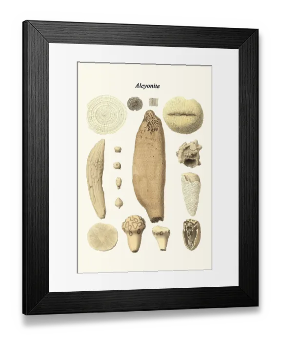 Framed Print : Alcyonite. James Parkinson FGS (11 April 1755 - 21 December 1824) was an English surgeon Framed Print : Alcyonite. James Parkinson FGS (11 April 1755 - 21 December 1824) was an English surgeon