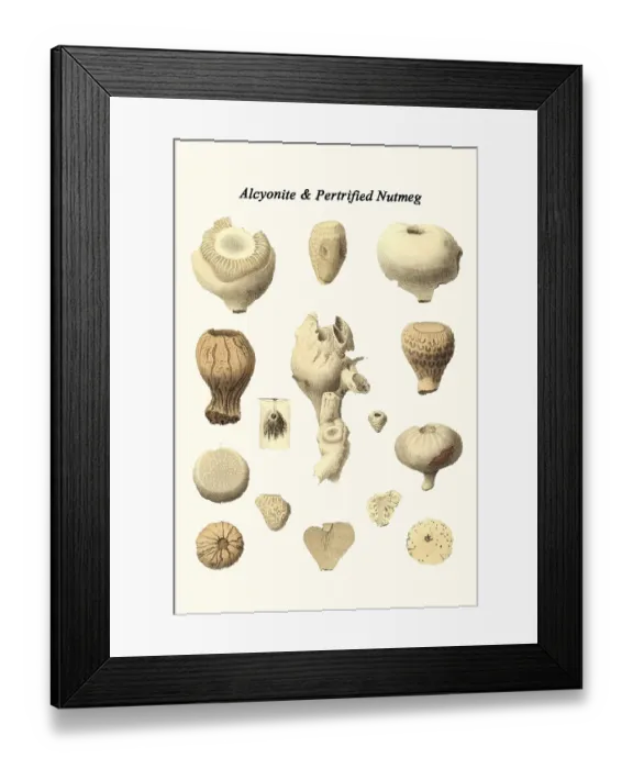 Framed Print : Alcyonite & Petrified Nutmeg Framed Print : Alcyonite & Petrified Nutmeg