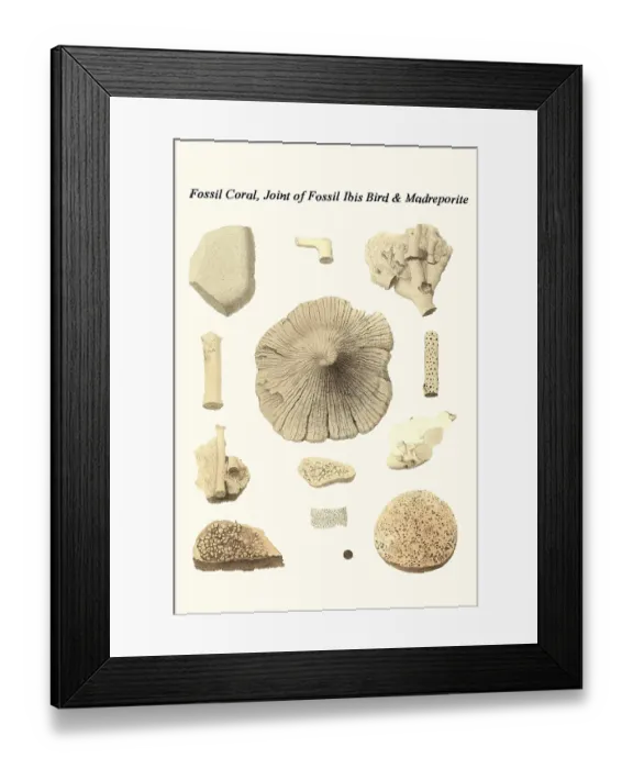 Framed Print : Fossil Coral, Joint of Fossil Ibis Bird & Madreporite Framed Print : Fossil Coral, Joint of Fossil Ibis Bird & Madreporite