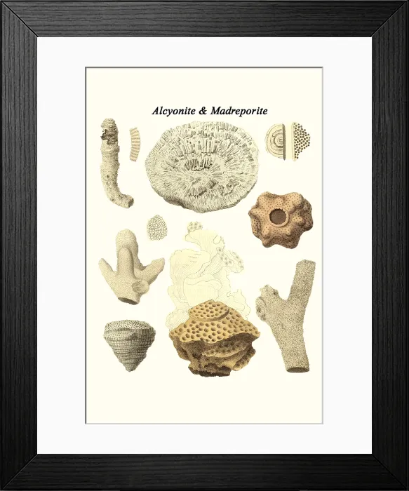 Framed Print : Alcyonite & Madreporite Framed Print : Alcyonite & Madreporite