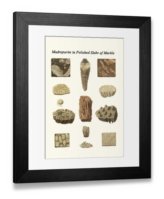 Framed Print : Madreporite in Polished Slabs of Marble Framed Print : Madreporite in Polished Slabs of Marble
