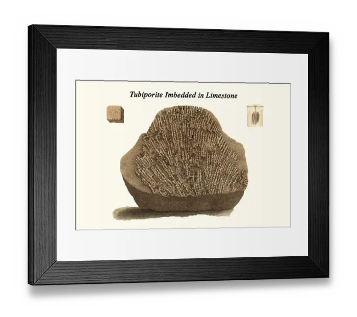 Framed Print : Tubiporite Imbedded in Limestone Framed Print : Tubiporite Imbedded in Limestone