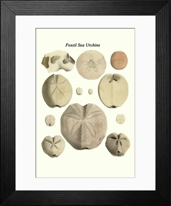 Framed Print : Fossil Sea Urchins