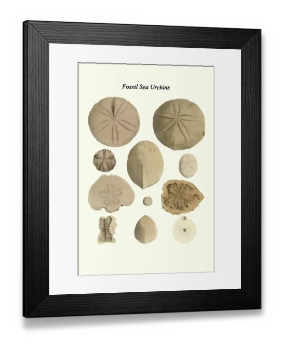 Framed Print : Fossil Sea Urchins Framed Print : Fossil Sea Urchins