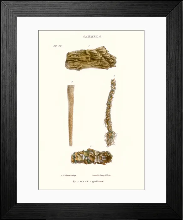 Framed Print : sabella shells Framed Print : sabella shells
