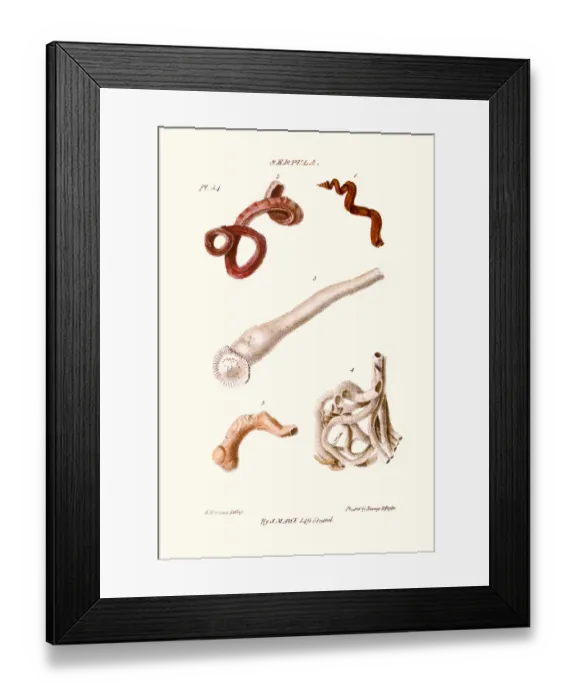 Framed Print : worm shells Framed Print : worm shells