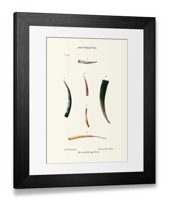 Framed Print : tooth shells Framed Print : tooth shells
