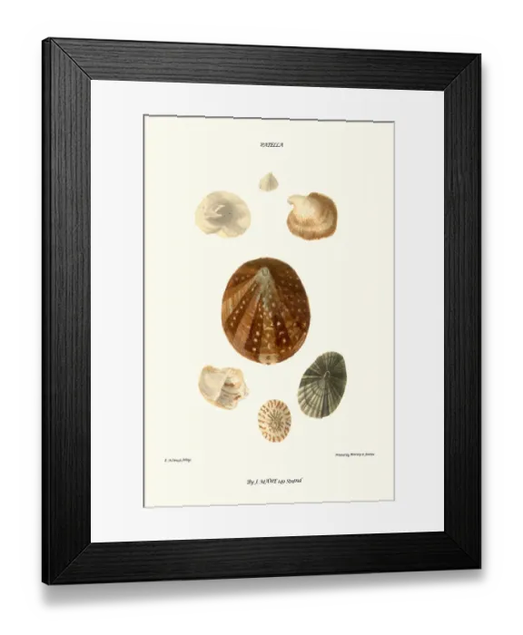 Framed Print : limpet shell Framed Print : limpet shell