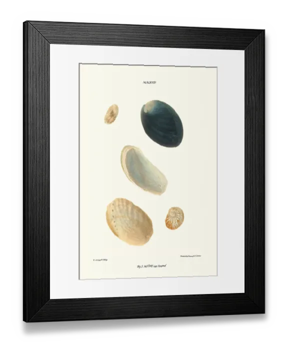 Framed Print : abalone shells Framed Print : abalone shells