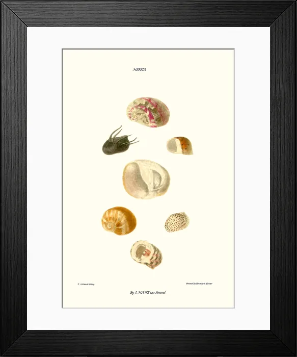 Framed Print : hoof shells Framed Print : hoof shells