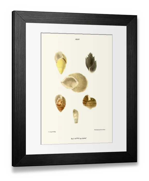 Framed Print : spiral shells Framed Print : spiral shells