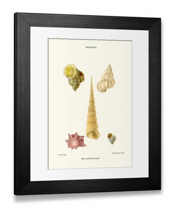 Framed Print : turban shells Framed Print : turban shells