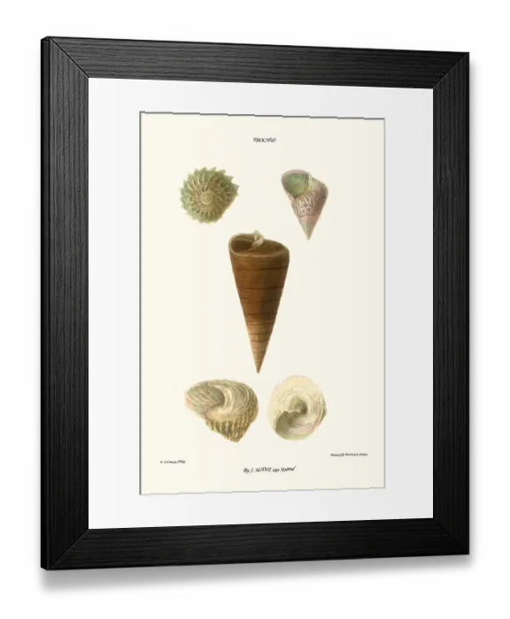 Framed Print : top shells Framed Print : top shells