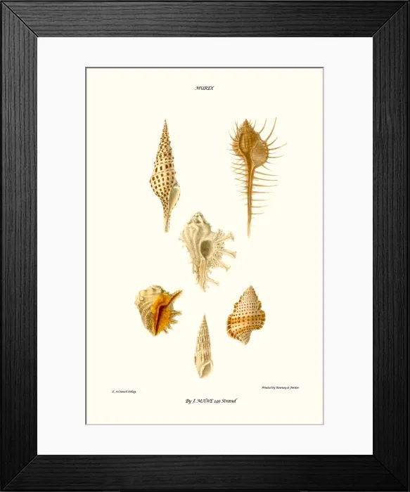 Framed Print : trumpet shells Framed Print : trumpet shells